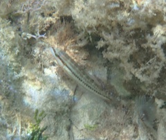 Halichoeres bivittatus