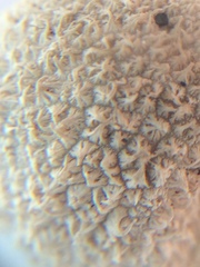 Lycoperdon marginatum