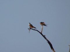 Cecropis senegalensis