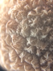 Lycoperdon marginatum