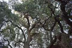 Quercus lobata