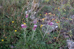 Ptilostemon echinocephalus
