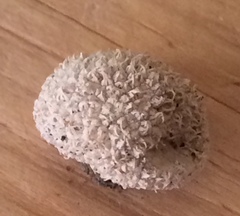 Lycoperdon marginatum