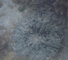 Actinostella flosculifera