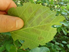 Cameraria corylisella