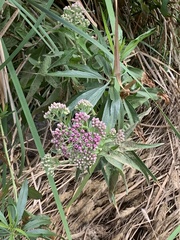 Pluchea odorata odorata