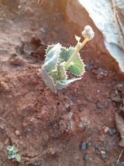 Senecio oxyriifolius