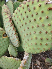 Opuntia rufida