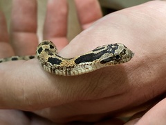 Heterodon platirhinos