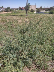 Medicago sativa