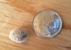 Lycoperdon marginatum