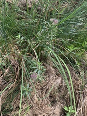 Pluchea odorata odorata