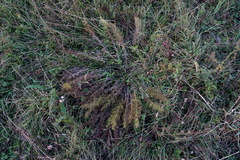 Adonis vernalis