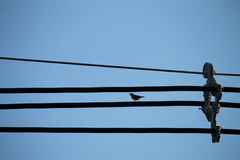 Leiothlypis peregrina