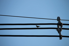 Leiothlypis peregrina