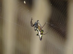 Micrathena duodecimspinosa