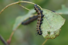Anisota senatoria