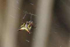Micrathena duodecimspinosa