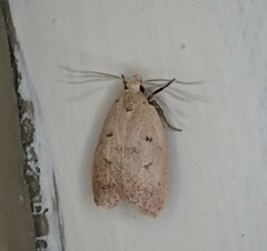 Machimia tentoriferella