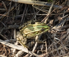 Pelophylax ridibundus