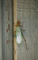 Oecanthus pini