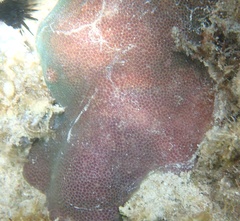 Porites