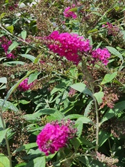 Buddleja