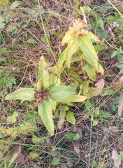 Gentiana cruciata