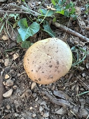Aureoboletus flaviporus