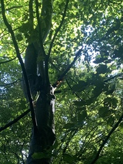 Auricularia auricula-judae