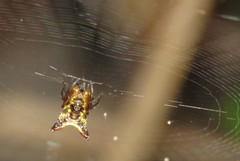 Micrathena duodecimspinosa