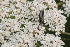Dilophus febrilis