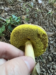Aureoboletus flaviporus
