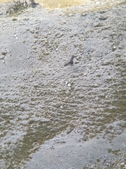 Gypaetus barbatus