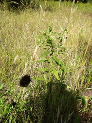 Grindelia squarrosa