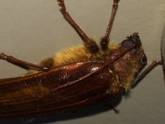 Tragosoma harrisii