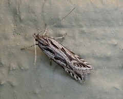 Aristotelia roseosuffusella