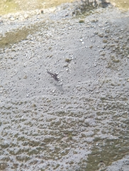Gypaetus barbatus