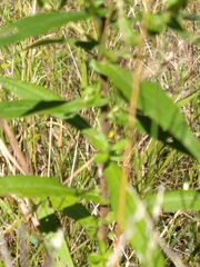 Grindelia squarrosa