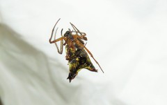 Micrathena duodecimspinosa