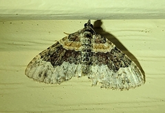 Xanthorhoe ferrugata