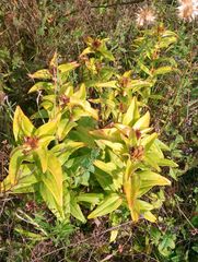 Gentiana cruciata