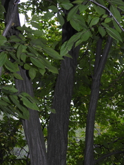 Carpinus caroliniana