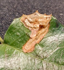 Pterygota