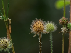 Dipsacus pilosus