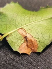 Pterygota