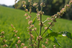 Rumex