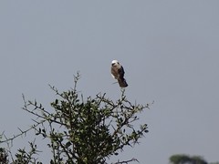 Eurocephalus ruppelli