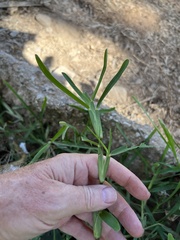 Stenotaphrum secundatum