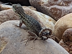 Leiocephalus carinatus